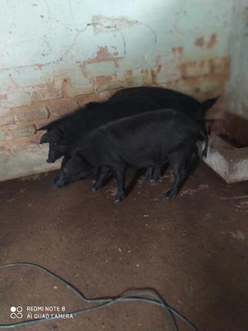 Porcos caipira e de raça e Carneiros bodes - Foto 3