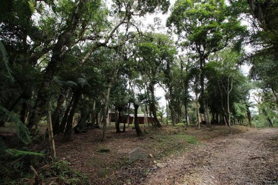 Terreno rural com 4.000 m² no Borda do Campo - Foto 6