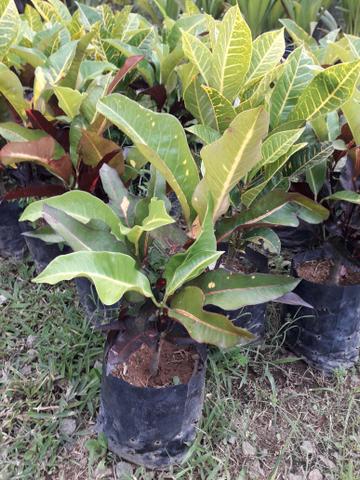 Vendo groton amarelo ou avermelhado - Foto 2