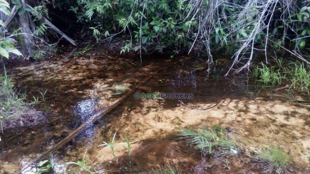 Fazenda a 4 km do frigorífico em nova marilândia - 7 km da cidade - Foto 3