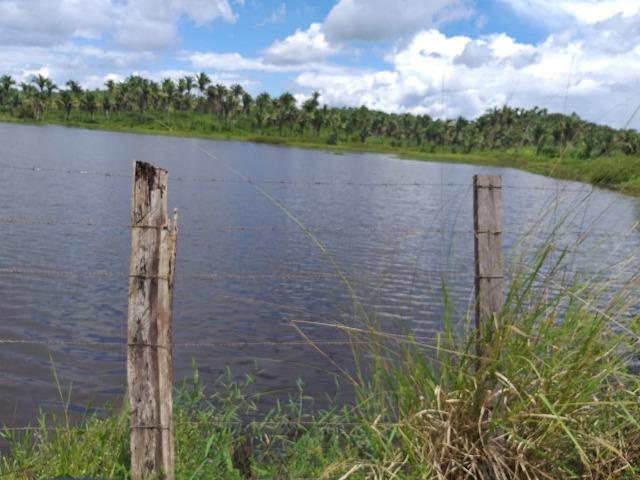 Bela fazenda com 450 hectares, super estruturada em Itapecuru -Mirim! - Foto 12