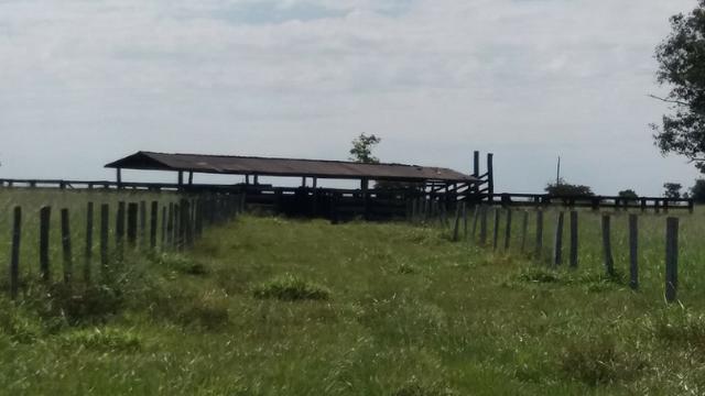 (Fazenda com 297ha em Mato Grosso) no município de Alto Paraguai(MT-409 KM35) - Foto 4