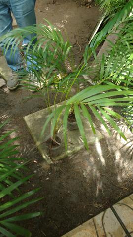 Palmeiras areca bambú - Foto 2