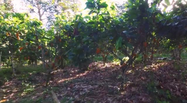 Fazenda de Cacau, Látex e Mogno no Brasil - Cidade Ituberá-BA - Foto 19