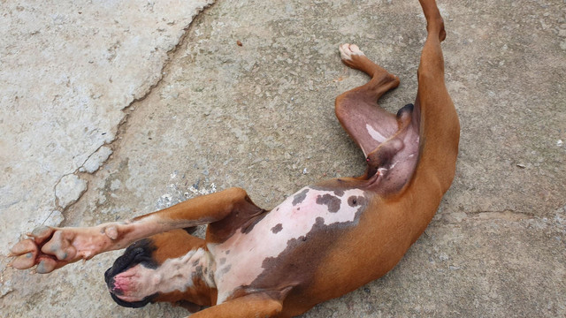 Boxer .Procuro namorada boxer - Foto 4