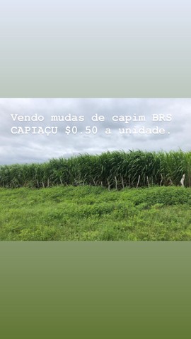 Capim BRS Capiaçu *00 - Foto 3