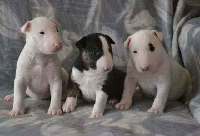 Bull Terrier filhote disponível.