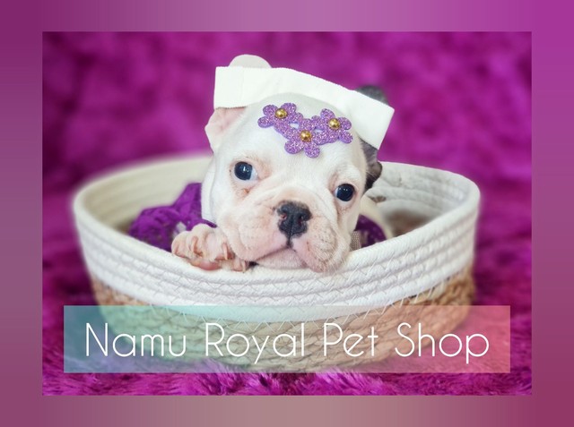 Bulldog francês filhote fêmea no Namu Royal - FOTOS REAIS 