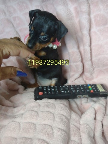 Pinscher minis entregamos hoje 799 