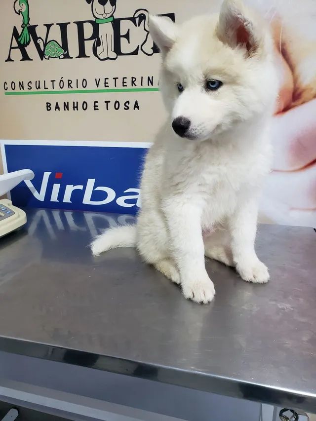 Vendo husky siberiano nascido dia 11/09 tem 2 meses já tomou vacina  - Foto 4