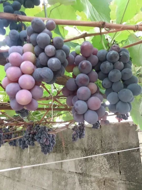 Mudas de uvas  - Foto 5