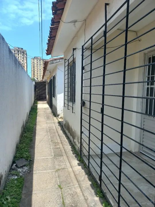 foto - Paulista - Pau Amarelo