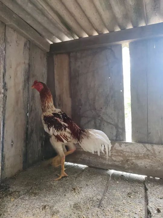 Frango de 8 meses  - Foto 2