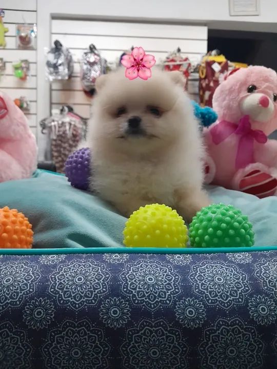 Lulu Spitz filhotes com 2 meses  - Foto 3