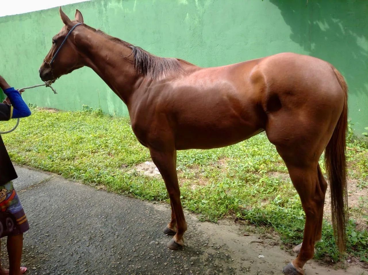 Égua PSI com registro venda ou troca em gado - Foto 2