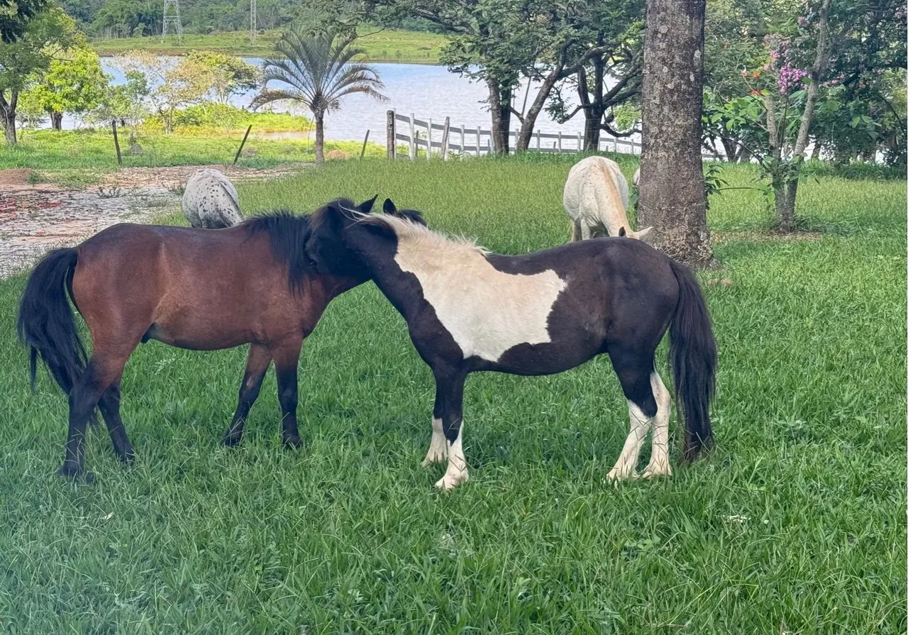 Mini pônei pampa de preto . - Foto 4