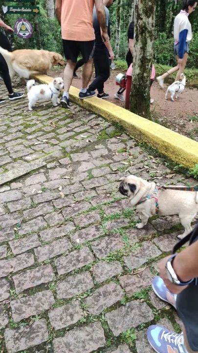 Passeador de pets (Dog Walker)