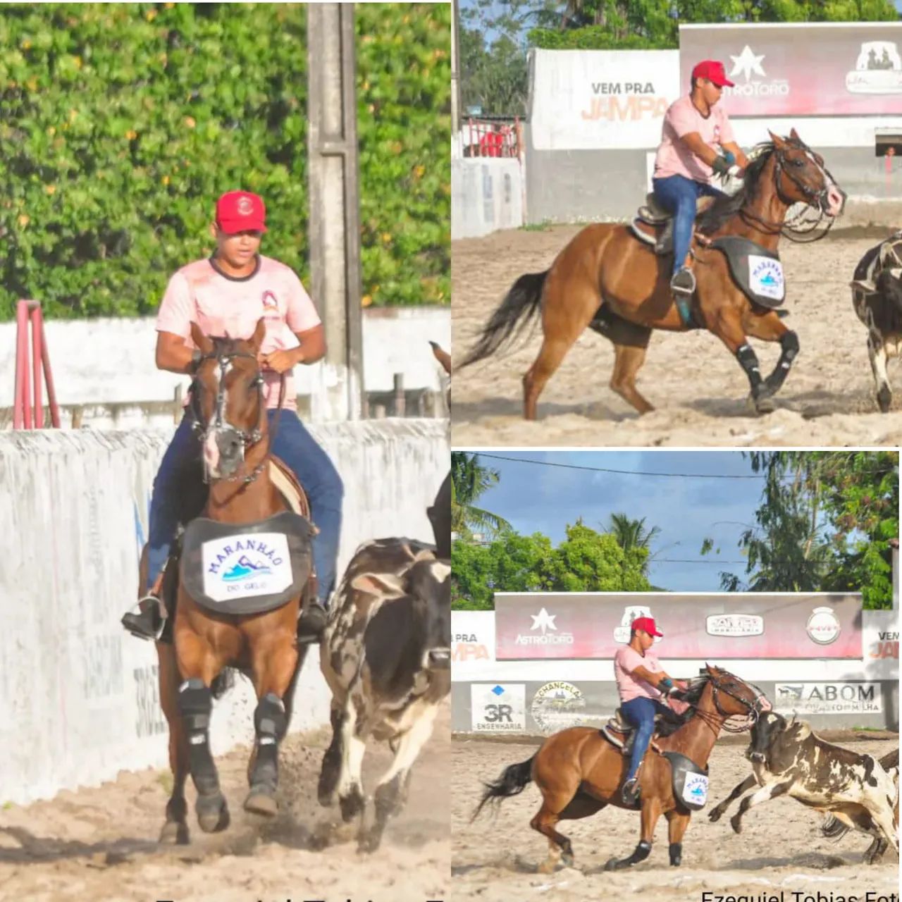 Égua de esteira QM - Cavalos e acessórios - José Américo de Almeida, João  Pessoa 1322141674 | OLX