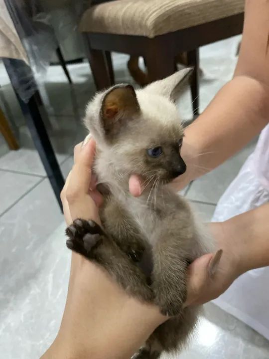 FILHOTES DE GATO PARA DOAÇÃO - Foto 3