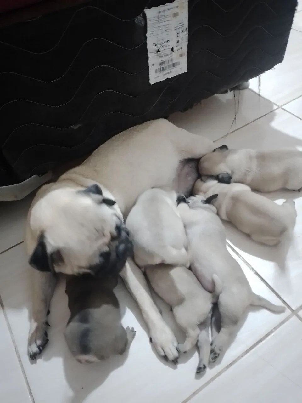 Vendo lindos Filhotes de Pugs