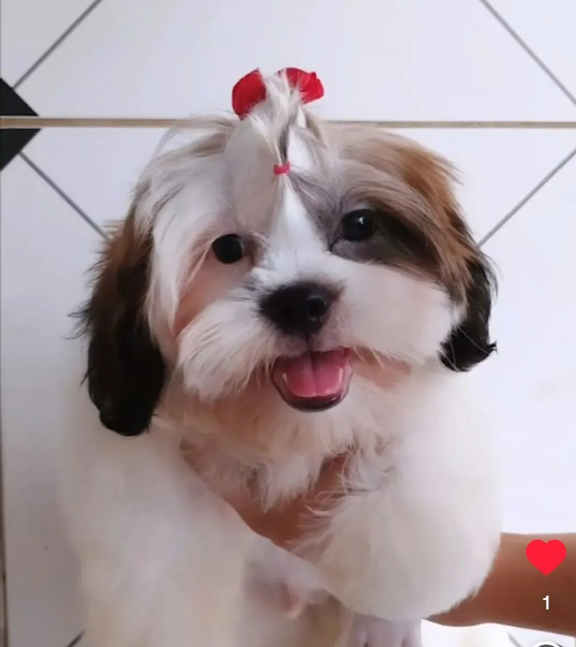 Filhote Shih Tzu macho