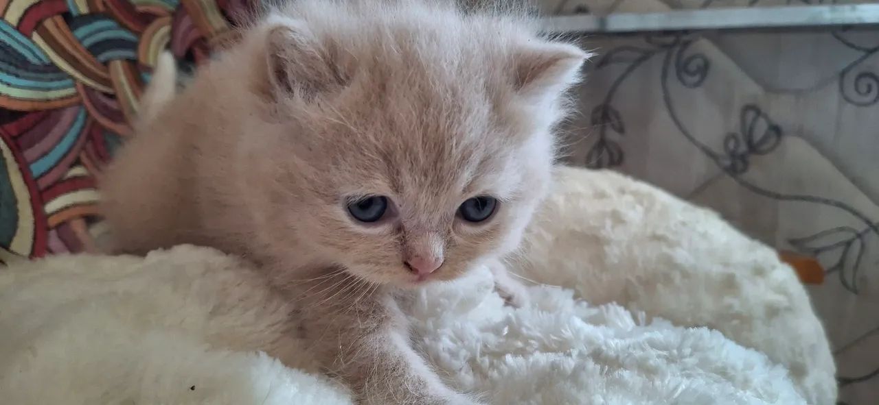 Vendo Gatinho - Foto 4