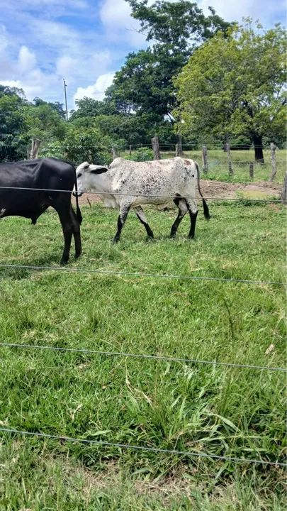2 vacas, 3 novilhas e 3 bezerros!! - Foto 2