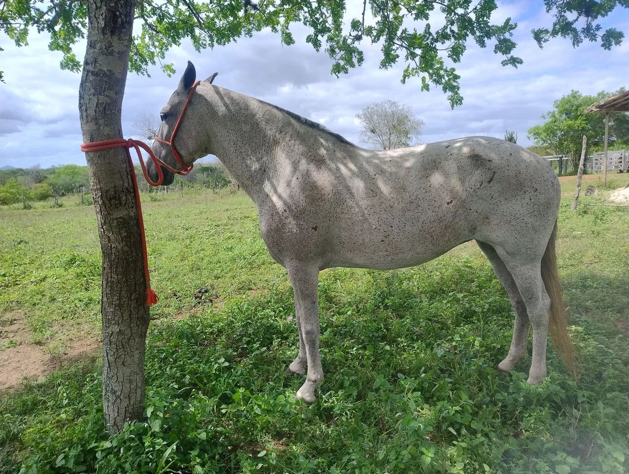 Égua Mangalarga  - Foto 4