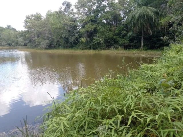 FAZENDA EM CAMAMU - 715 HECTARES - Foto 4