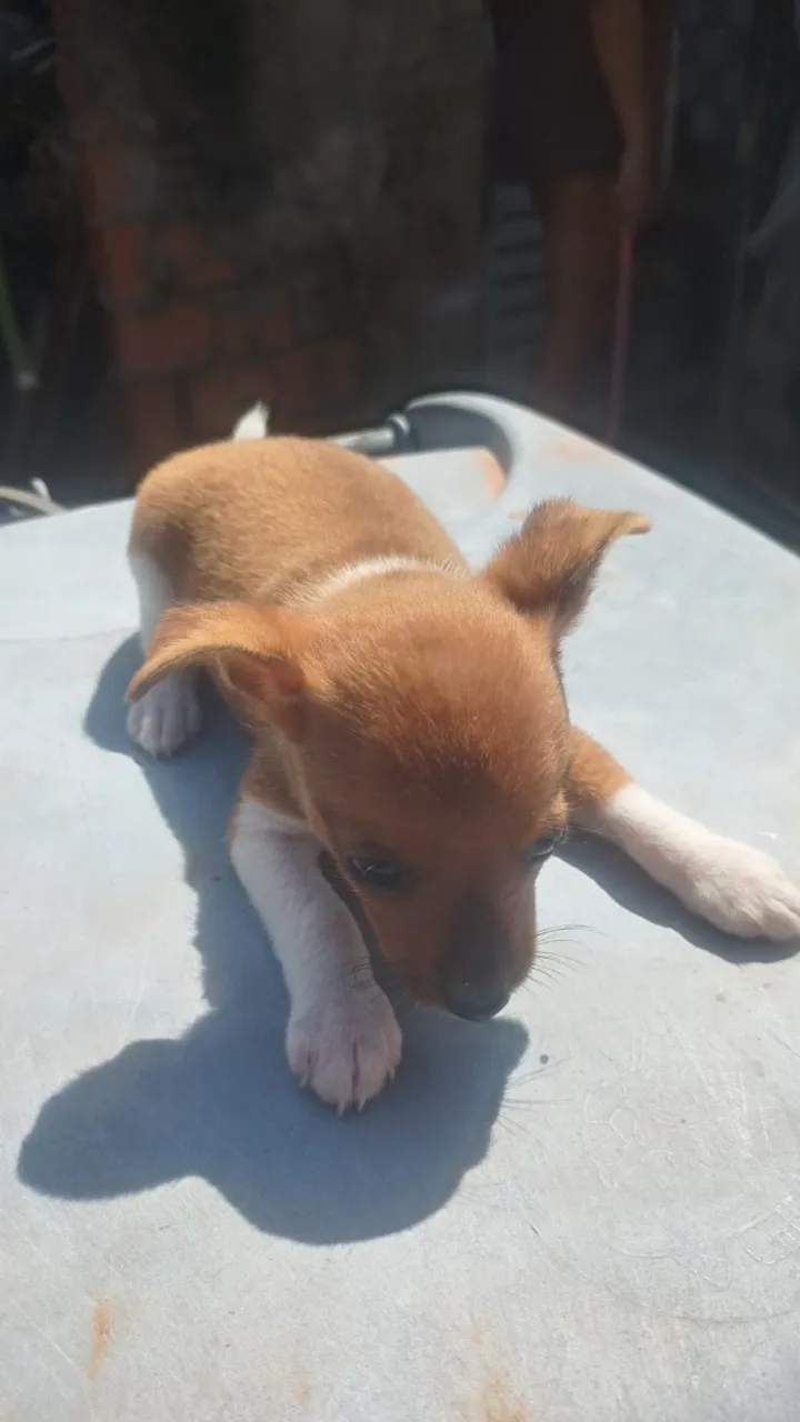 Vende-se por 400 Reais ,Um cãozinho Macho da Raça Pinscher Tipo I, com 2 meses de nascido