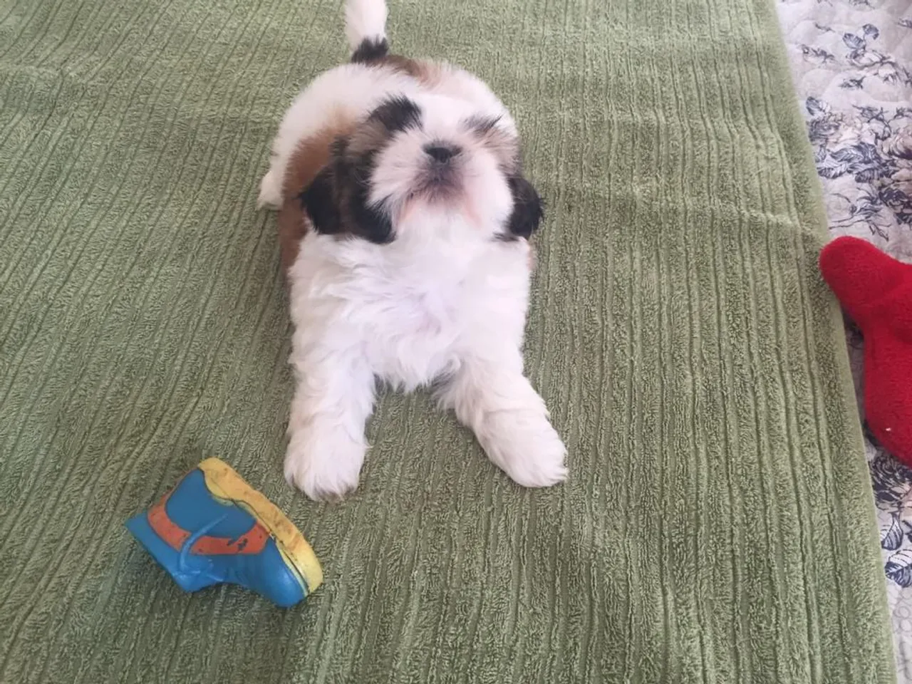 Filhotes de Shih Tzu - Lindíssimos!! Excelente padrão da raça - Aceito Cartão!!
