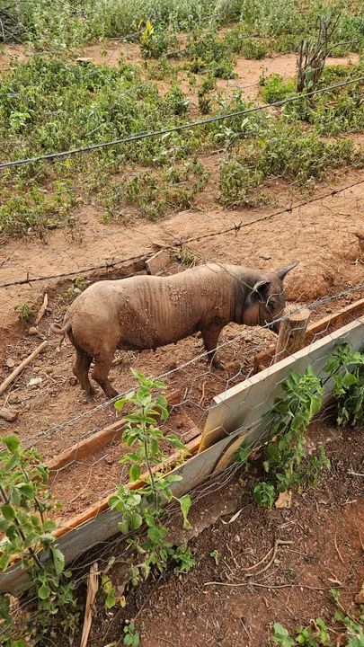 Porcas Basset e Comum - Foto 6