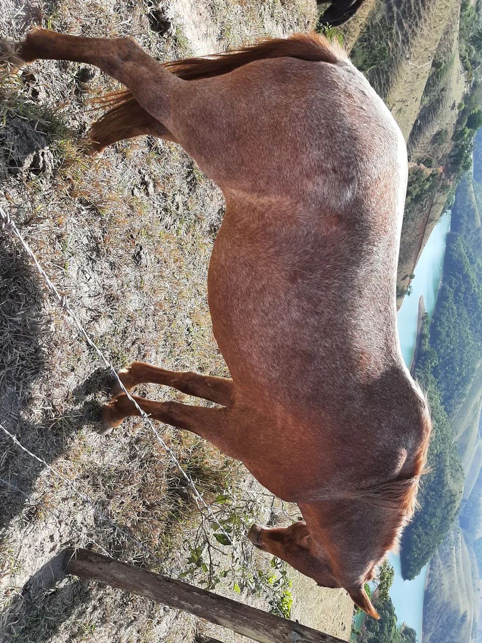 Égua ruzilha pra vender 