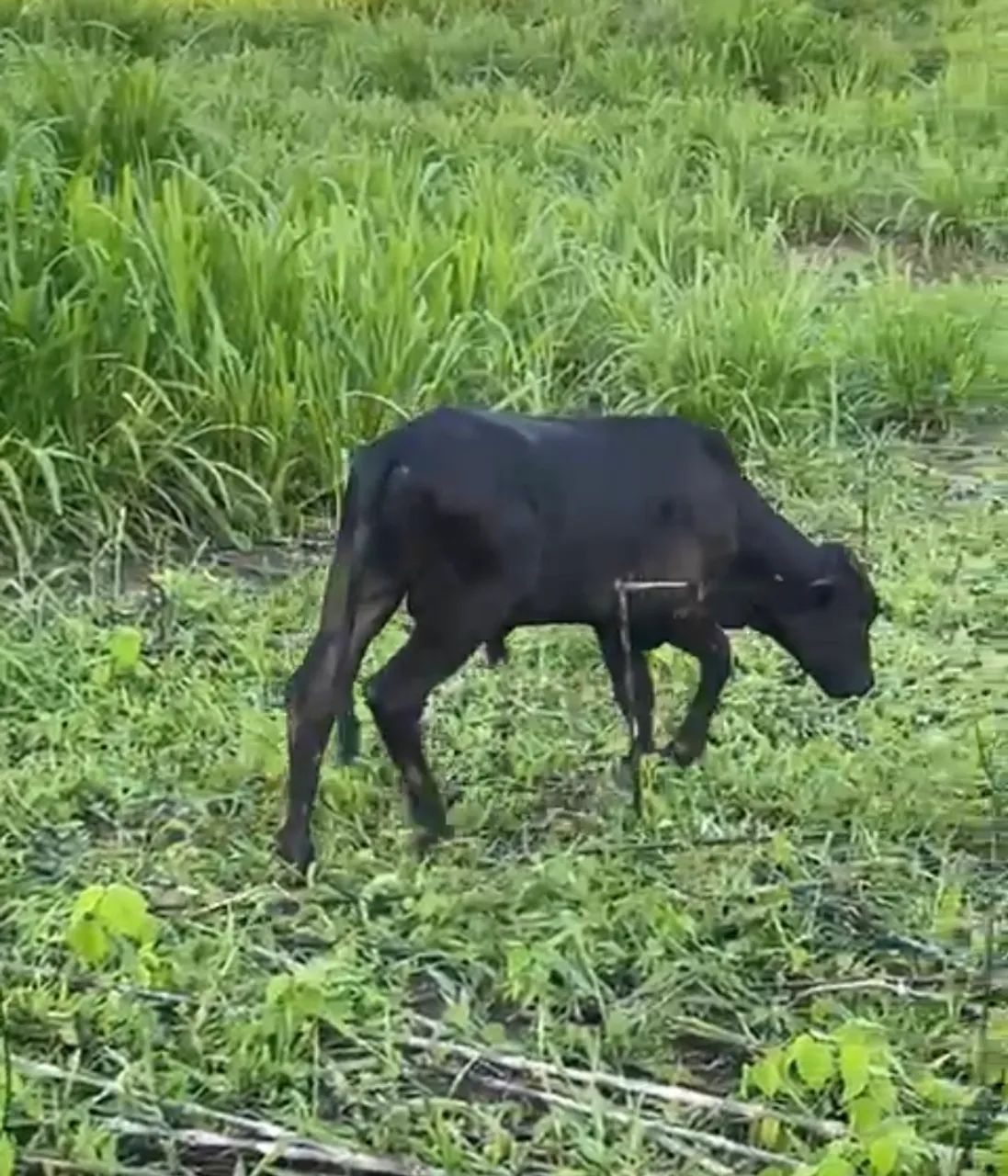 3 vacas a venda  - Foto 4