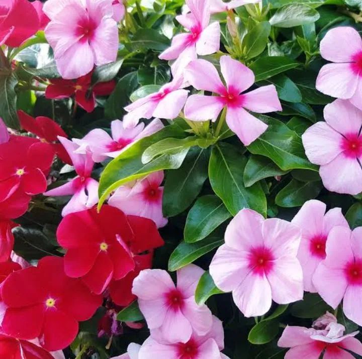  5MUDAS VINCAS MADADASCAR LINDAS - Foto 2