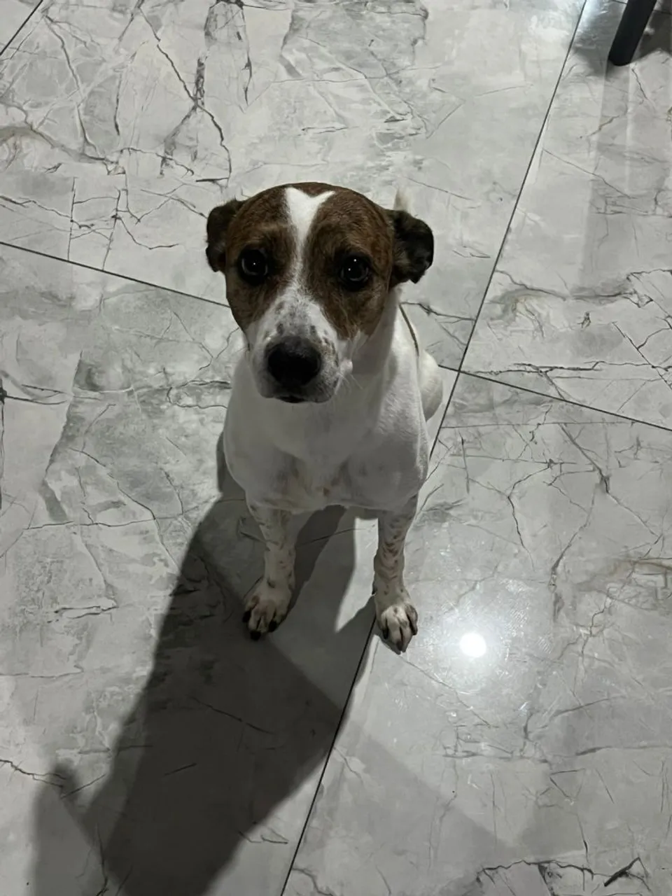 Cachorro macho para adoção