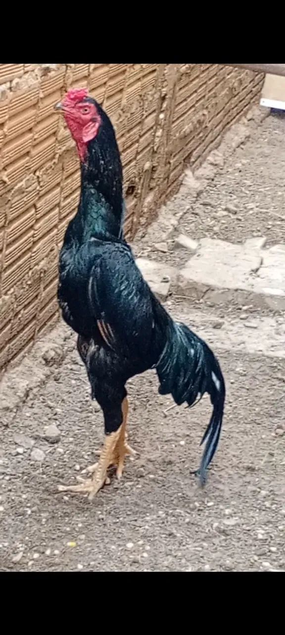 VENDO 64319319595521120