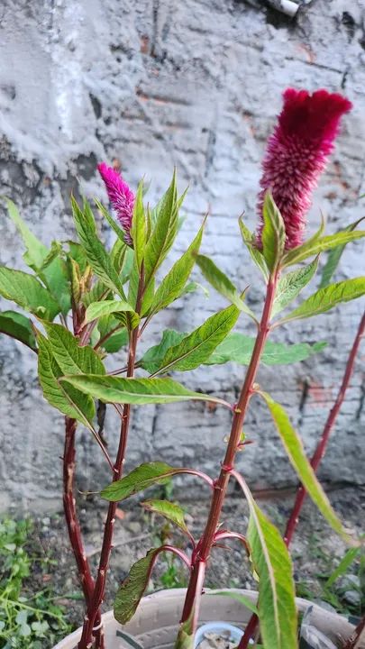 Mudas de Crista de Galo  - Foto 5