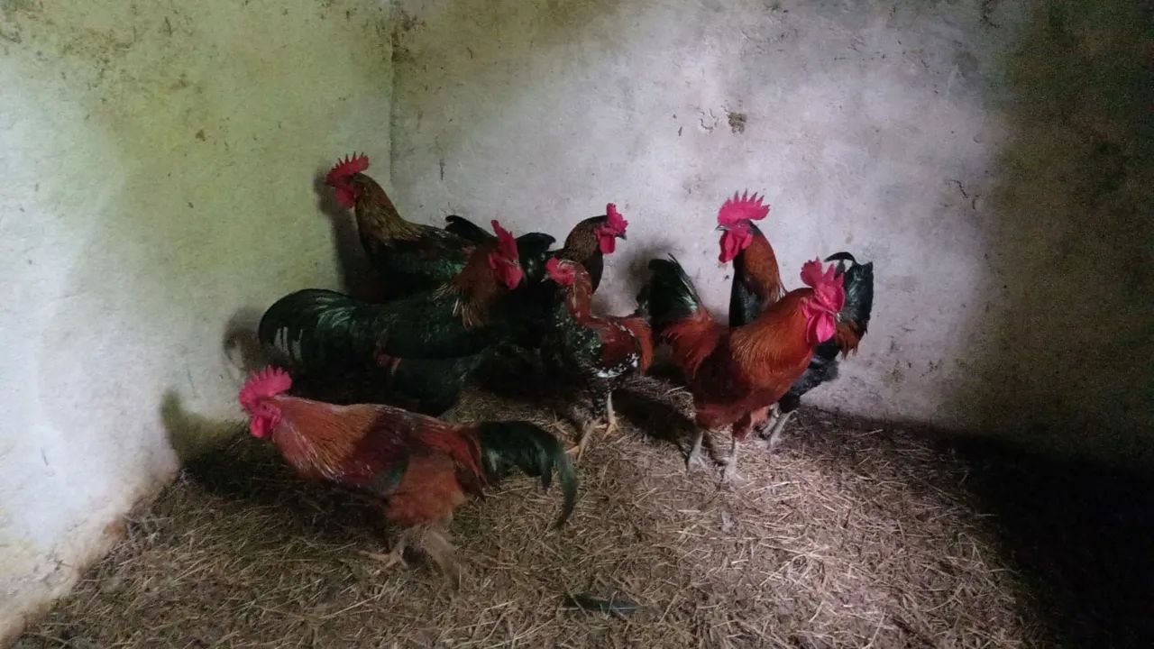 Galos caipiras
