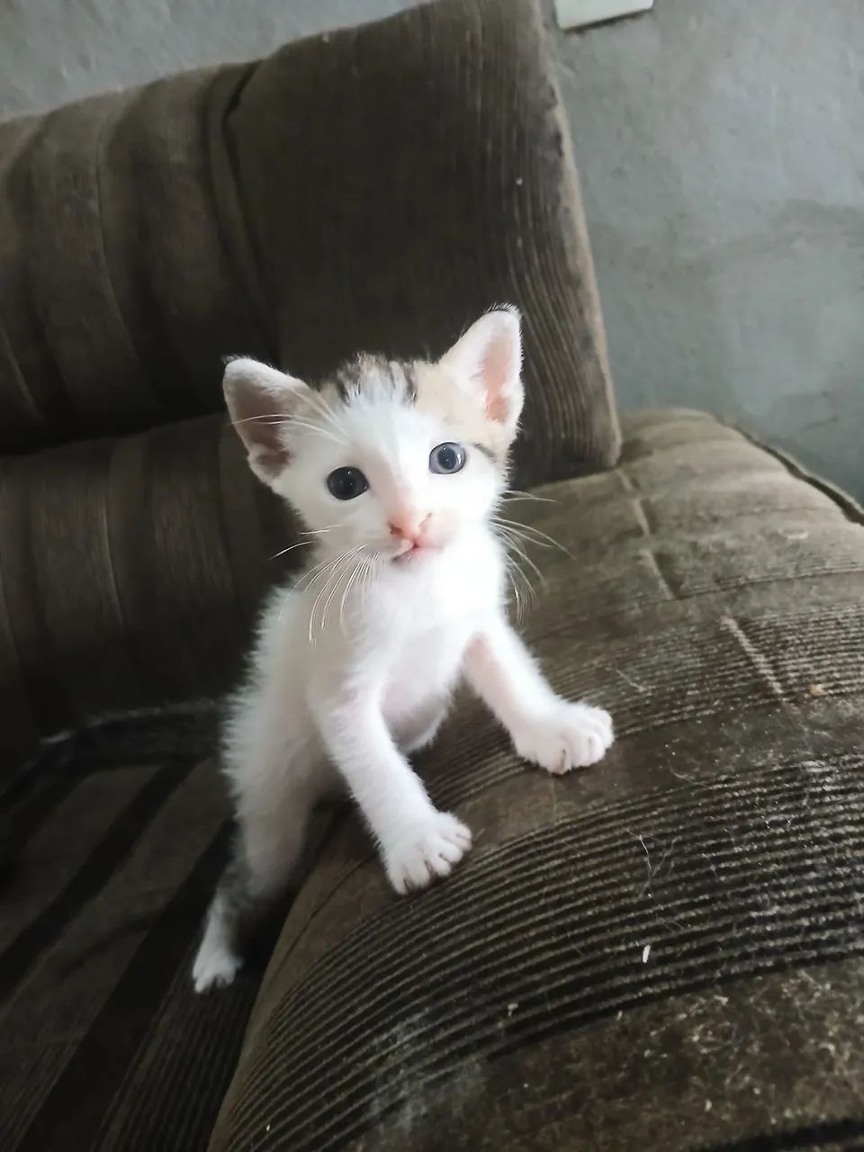 Gatinho filhote para adoção - Foto 2