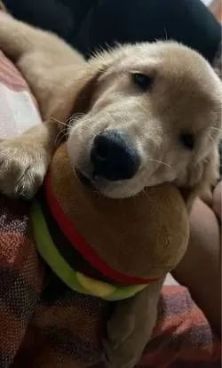 *DOAÇÃO* Filhote Golden Retriever - Foto 2