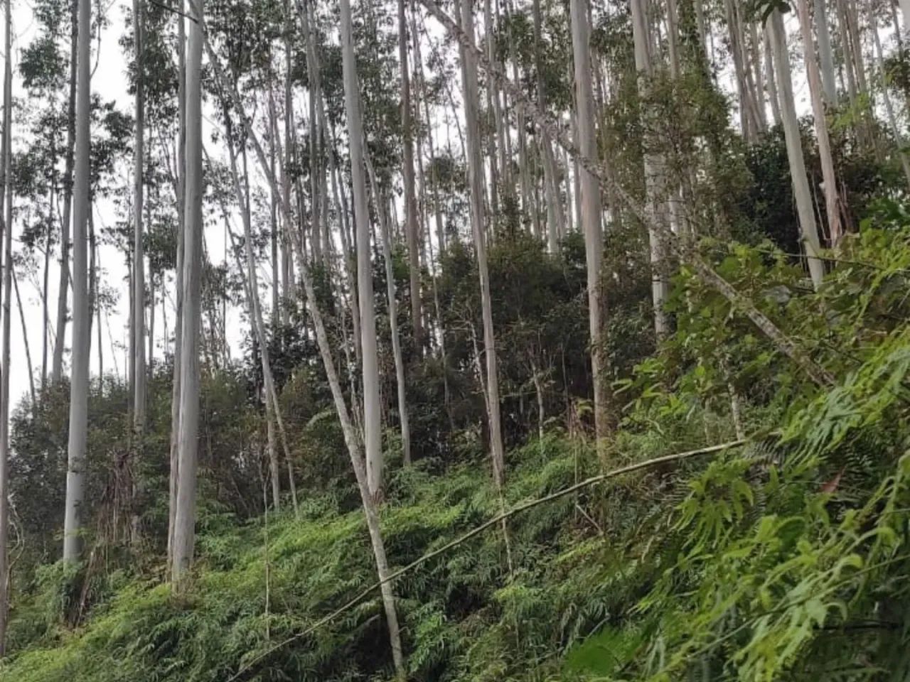 Terreno para Venda em São João Batista, São João Batista - Foto 4