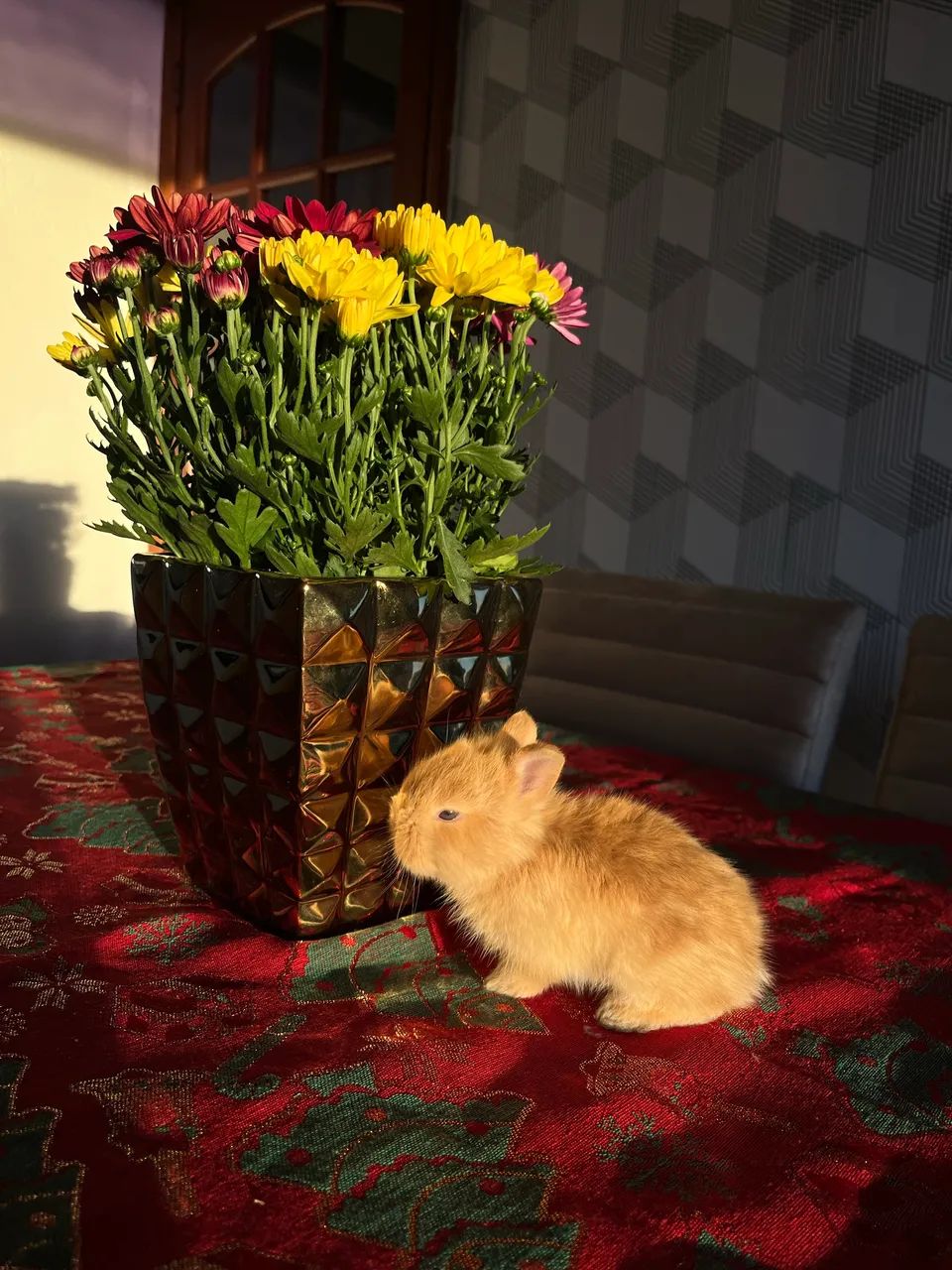 Vendo filhote fêmea | Mini Lion Coelho - Foto 3