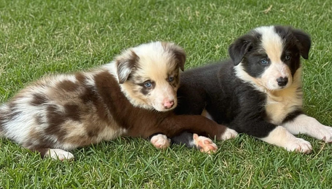 Filhote Border Collie fêmea e macho  - Foto 4