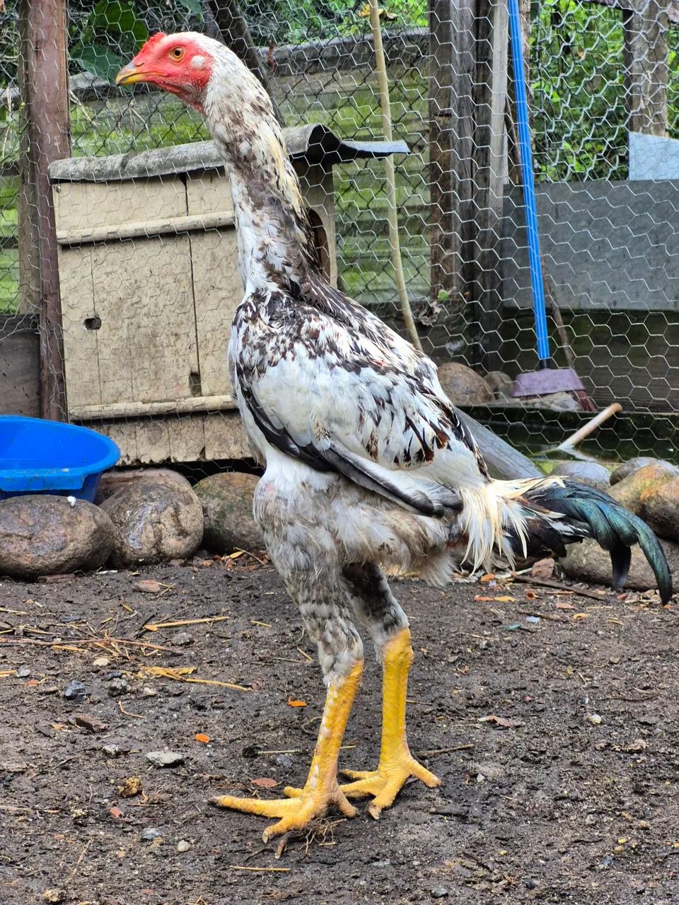 FRANGOS CAIANOS - MACHOS JOVENS  - Foto 4