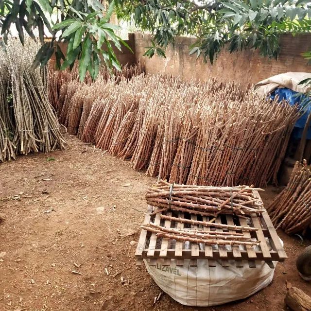? Aumente sua Produção! Vendo Ramas de Mandioca BRS 429 - A Campeã da Indústria. - Foto 3