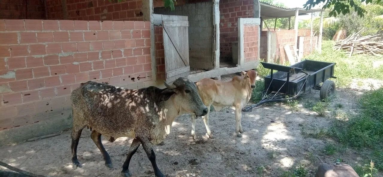 Vendo vaca mestiça com bezerro nelore   - Foto 2