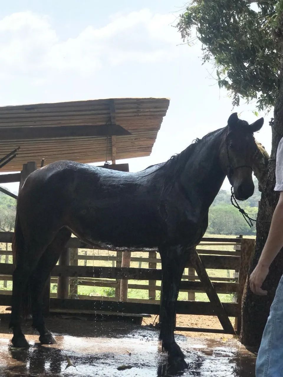 Potra quarto de milha  - Foto 3