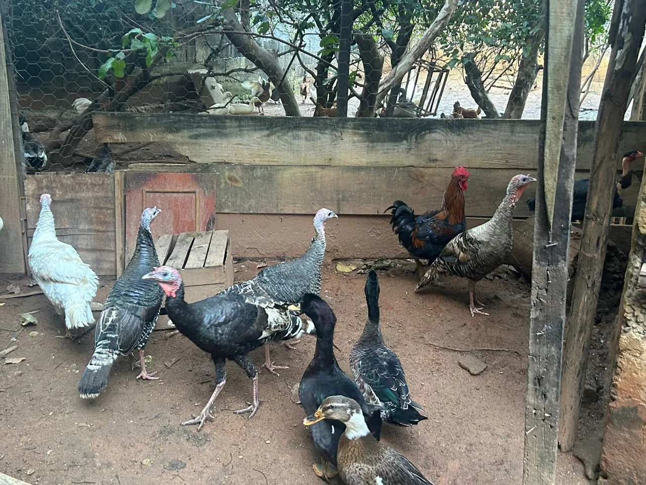 Peruas