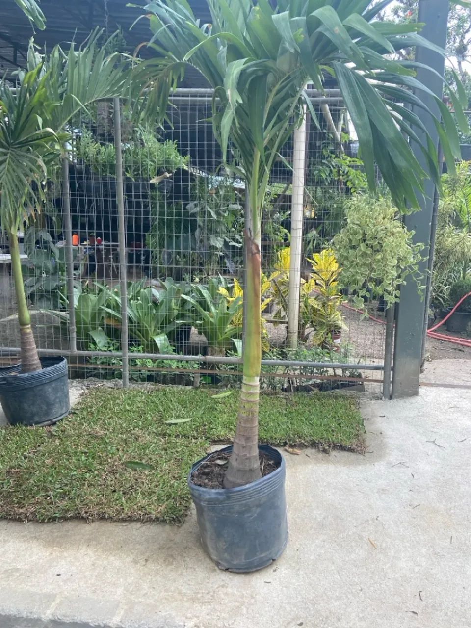 Palmeira Veitchias de 2 Metros - Foto 2